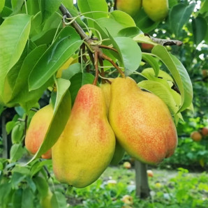 Саженцы груши осенней сорт Талгарская Красавица, подвой ВА-29 Саженцы груши осенней сорт Талгарская Красавица, подвой ВА-29