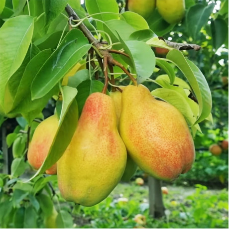 Саженцы груши осенней сорт Талгарская Красавица, подвой ВА-29