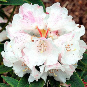 Рододендрон Gartendirektor Reigen 1 летний, конт. P9 Рододендрон Gartendirektor Reigen 1 летний, конт. P9