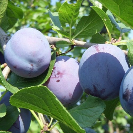 Саджанці сливи сорт Геркулес