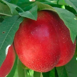 Гибрид колонновидный персик-слива, подвой алыча Гибрид колонновидный персик-слива, подвой алыча