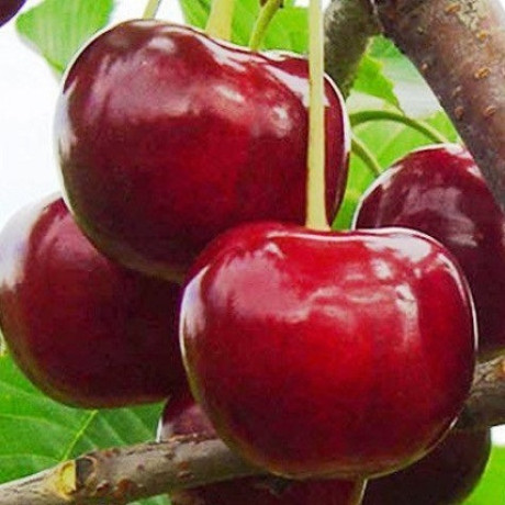 Саджанці черешні сорт Гігант Ред, підщепа магалєпка