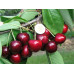 Саджанці черешні сорт Гігант Ред, підщепа магалєпка
