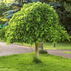 Шовковиця куляста сорт Глобоза, підщепа сіянець шовковиці
