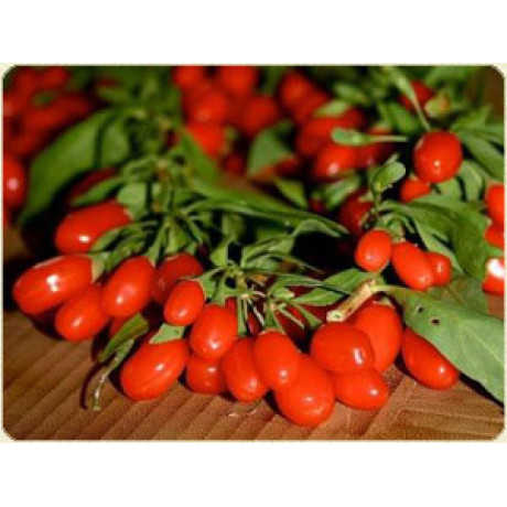 Годжи сорт "Магия любви" 2 летние, конт. 7.5 Годжи сорт "Магия любви" 2 летние, конт. 7.5