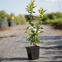 Саджанці лохини 1 рік Саджанці лохини 1 рік