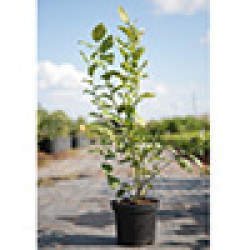 Саджанці чорниці 2 річні Саджанці чорниці 2 річні