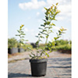 Саджанці лохини 3 річні Саджанці лохини 3 річні