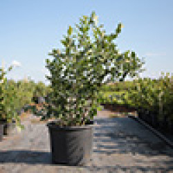 Саджанці лохини 4 річні Саджанці лохини 4 річні