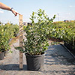 Саджанці лохини 5 років Саджанці лохини 5 років