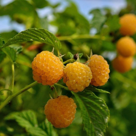 Саджанці малини сорт Голден Куїн (Golden Queen), напівупаковані