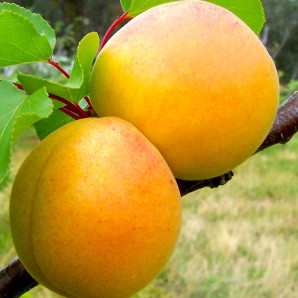 Абрикос сорт Голд рич, подвой алыча Абрикос сорт Голд рич, подвой алыча