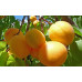 Абрикос сорт Голд рич, подвой алыча