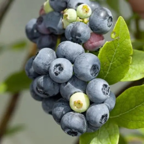 Саджанці лохини сорт Голдтраубе 2 річні, конт. 1.5 л Саджанці лохини сорт Голдтраубе 2 річні, конт. 1.5 л