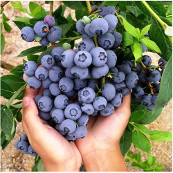 Саженцы голубики 6 летние Саженцы голубики 6 летние