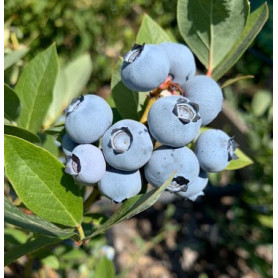 Саженцы голубики сорт Торо 1 летняя, P9 Саженцы голубики сорт Торо 1 летняя, P9