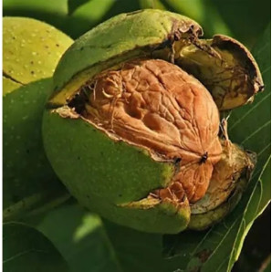 Саженцы ореха сорт Великан 1 летний, конт. 2 л Саженцы ореха сорт Великан 1 летний, конт. 2 л