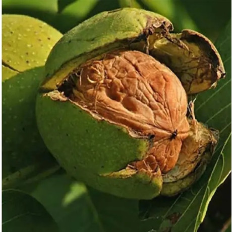 Саженцы ореха сорт Великан 1 летний, конт. 2 л