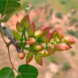 Саджанці фісташки сорт Гірська перлина 2 річні, конт. 0.8 л