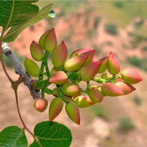 Саджанці фісташки сорт Гірська перлина 2 річні, конт. 0.8 л