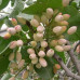Саджанці фісташки сорт Гірська перлина, конт. P9