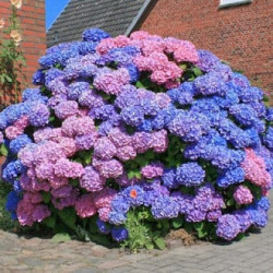 Саженцы гортензии Саженцы гортензии