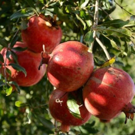 Саджанці гранату сорт Гюлоша рожева