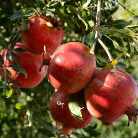 Саженцы граната сорт Гюлоша розовая 