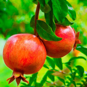 Саджанці гранату сорт Кримський смугастий 1 річні, конт. P9