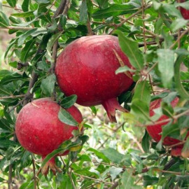 Саджанці гранату сорт Шаролі, конт. P9