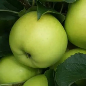 Яблоня осенняя сорт Гринсливз, подвой 54-118 Яблоня осенняя сорт Гринсливз, подвой 54-118