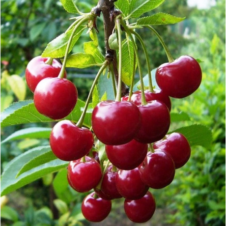Вишня сорт Гроняста, підщепа магалєпка Вишня сорт Гроняста, підщепа магалєпка