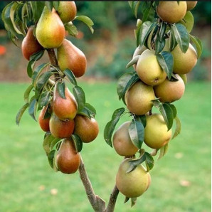 Саджанці груші колоновидної сорт Осіння, підщепа ВА-29 Саджанці груші колоновидної сорт Осіння, підщепа ВА-29