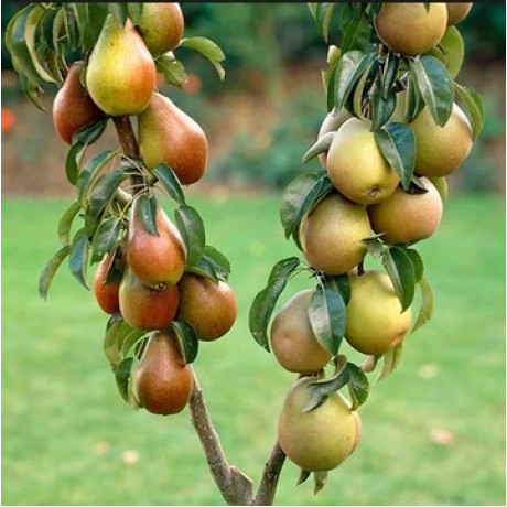 Саджанці груші колоновидної сорт Осіння, підщепа ВА-29