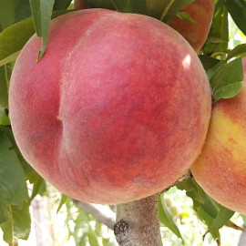 Персик сорт Харнас (раннего срока созревания)