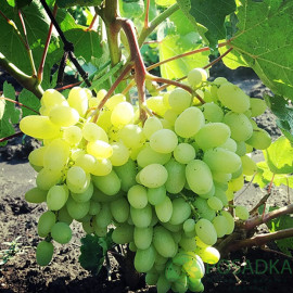 Виноград сорт Гелиодор, полуупакованный