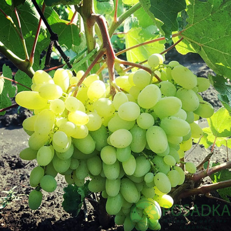 Виноград сорт Гелиодор, полуупакованный Виноград сорт Гелиодор, полуупакованный