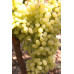 Виноград сорт Гелиодор, полуупакованный