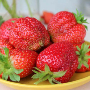 Полуниця фріго сорт Геркулес, клас А