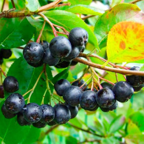 Арония Hero 2 летняя, конт. 1.5 л Арония Hero 2 летняя, конт. 1.5 л