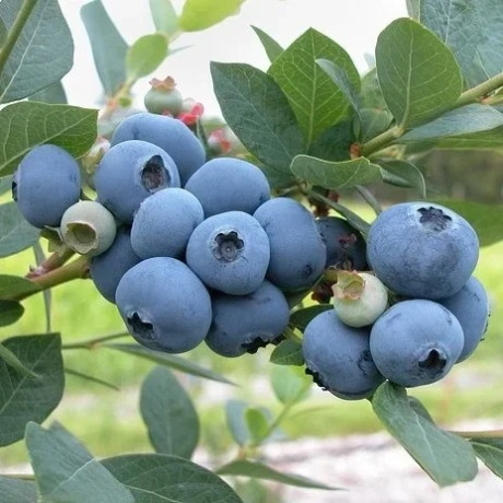 Саженцы голубики сорт Блюджей 5 летние, конт. 35 л