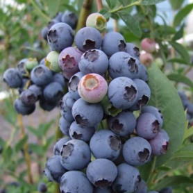 Саженцы голубики сорт Блюэтта 5 летние, конт. 25 л