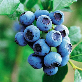 Саженцы голубики сорт Голдтраубе 5 летние, конт. 25 л