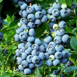 Лохина сорт Нортленд 4 річна, конт. 10 л Лохина сорт Нортленд 4 річна, конт. 10 л