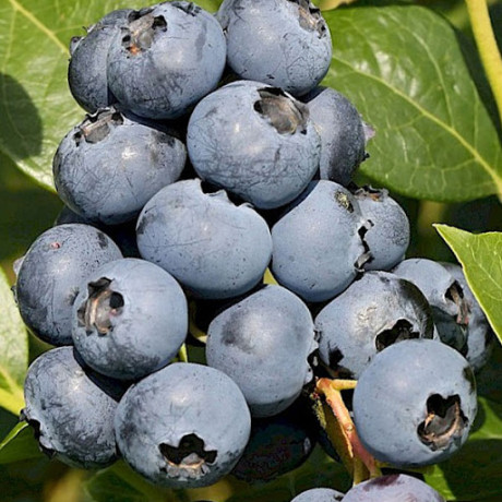 Саженцы голубики сорт Сиерра 6 летние, конт. 35 л