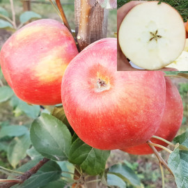 Яблоня зимняя сорт Хани Крисп, подвой 54-118