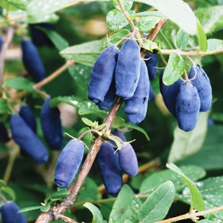 Жимолость Honey Bee, 1 річна, напівупакована