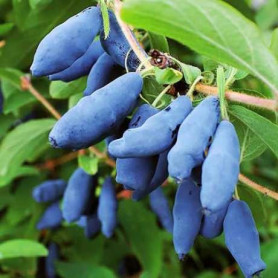 Жимолость Гордость Бакчара 2 летняя, конт. 1.5 л