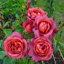 Саженцы роз сорт Hot Chocolate (Хот Какао)