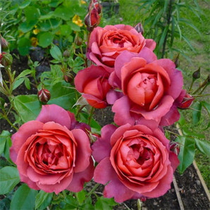 Саджанці троянд сорт Hot Chocolate (Хот Какао) Саджанці троянд сорт Hot Chocolate (Хот Какао)